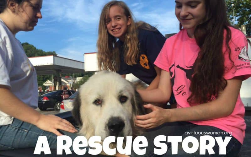 A Rescue Story @ AVirtuosWoman.org