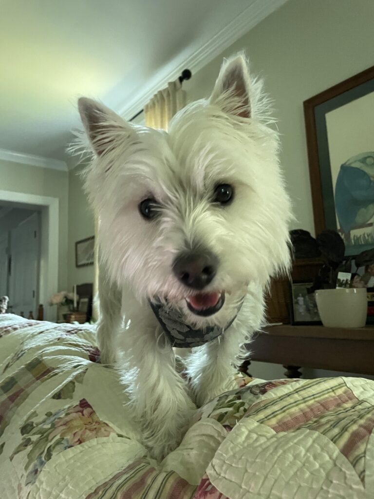 Marzi