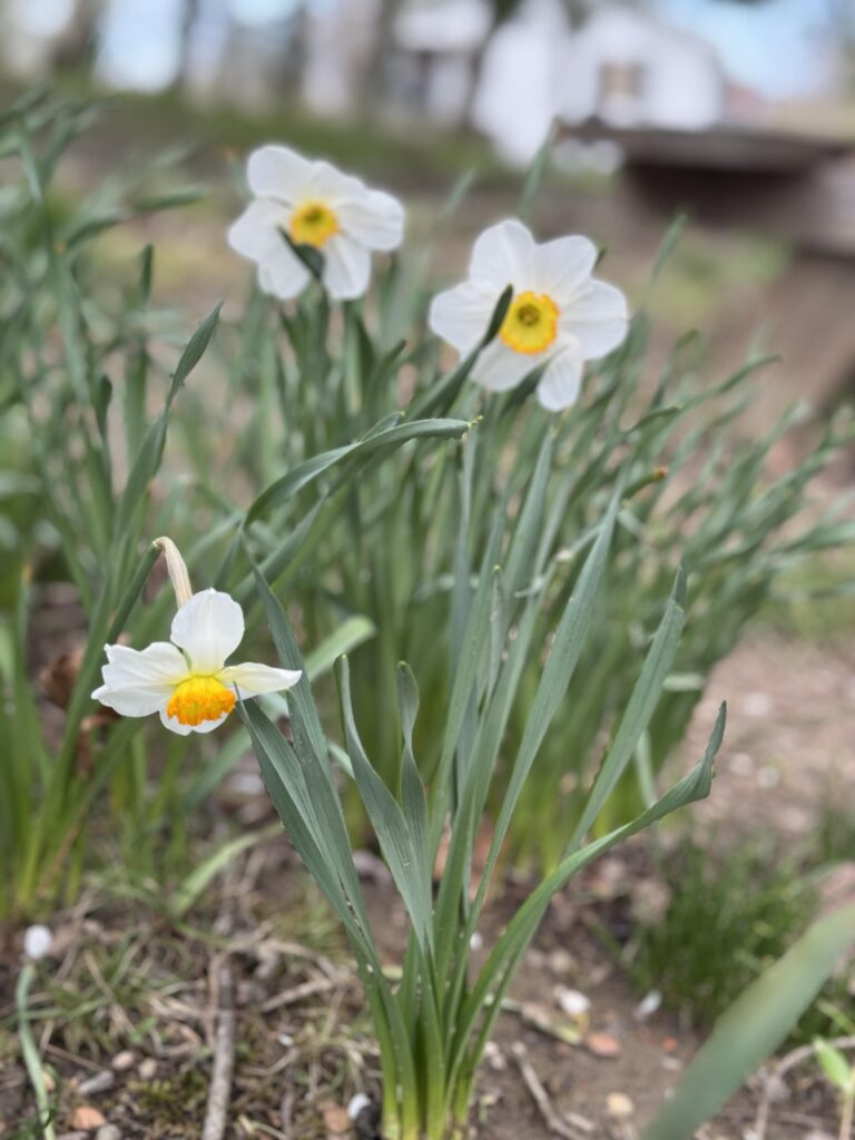 daffodils