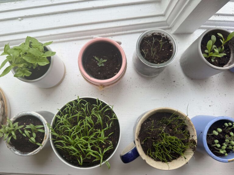 seedlings