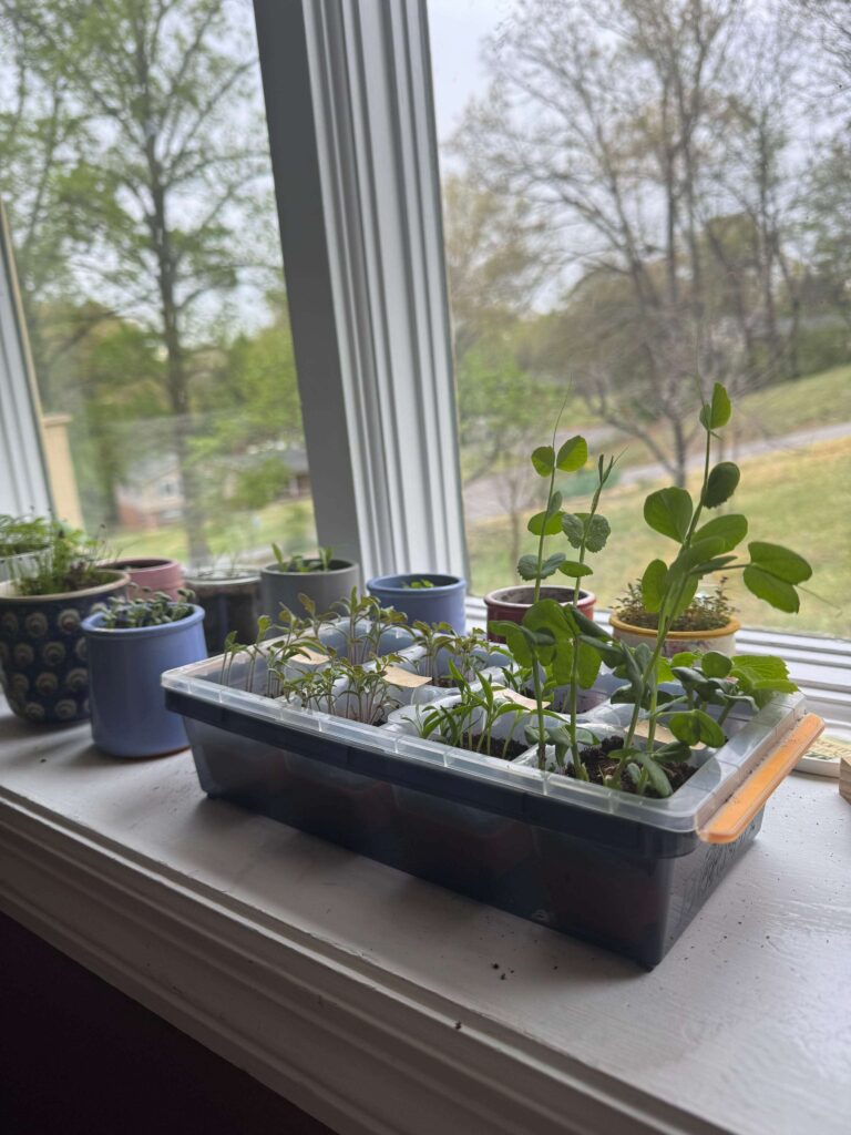 seedlings