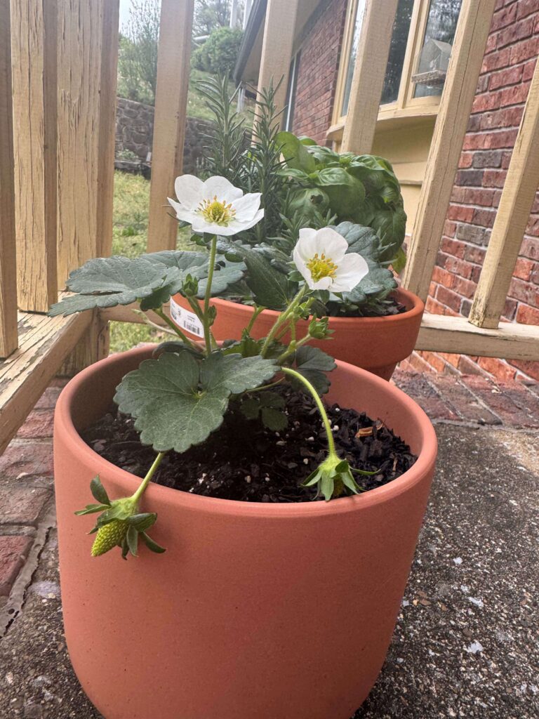 strawberry plant
