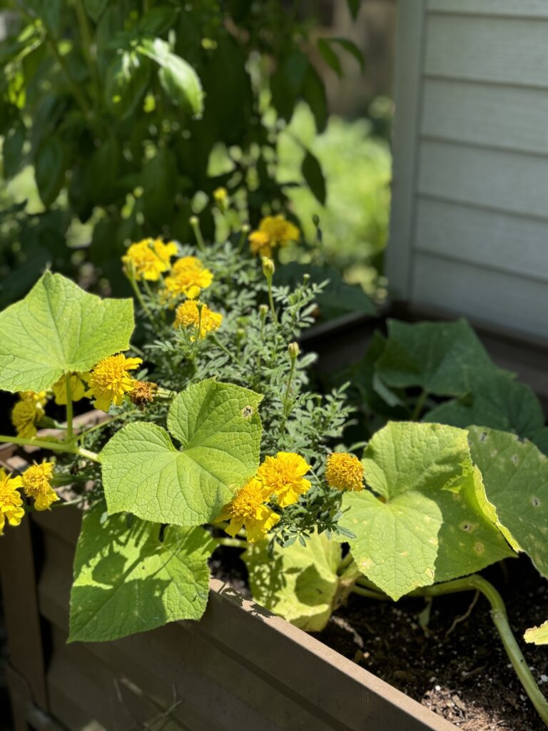 10 Best Books for No Dig Gardening Methods